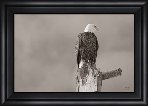 Framed Eagle Perch Print