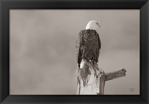 Framed Eagle Perch Print