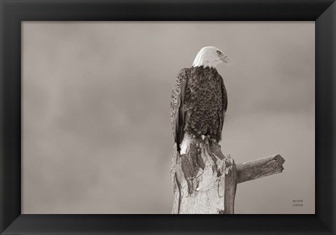 Framed Eagle Perch Print