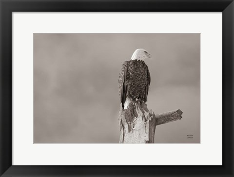 Framed Eagle Perch Print