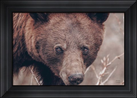Framed Bear Portrait Print