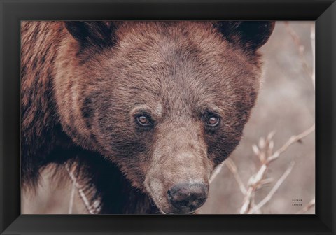 Framed Bear Portrait Print