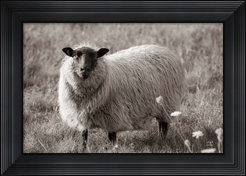 Framed Sepia Sheep Print