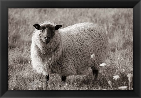 Framed Sepia Sheep Print