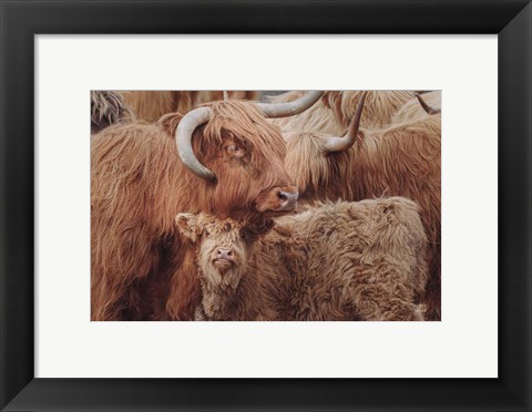 Framed Highland Cow Under Cover Print