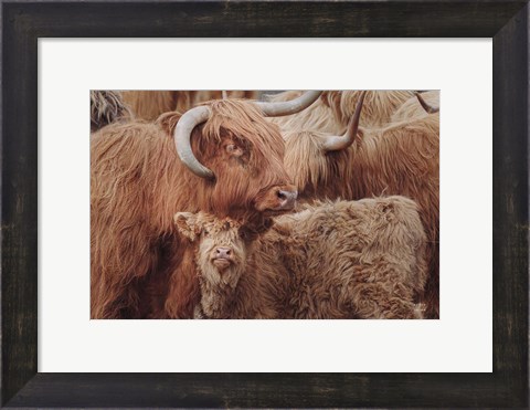 Framed Highland Cow Under Cover Print