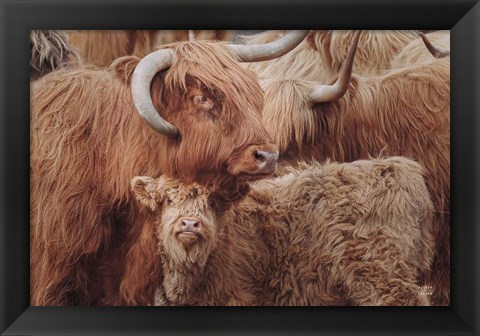 Framed Highland Cow Under Cover Print