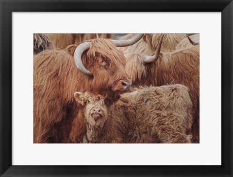 Framed Highland Cow Under Cover Print