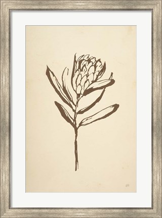 Framed Vintage Line Protea I Print