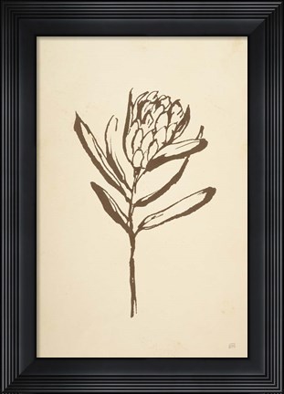 Framed Vintage Line Protea I Print