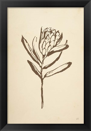 Framed Vintage Line Protea I Print