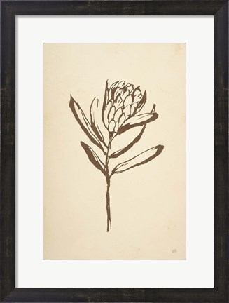 Framed Vintage Line Protea I Print