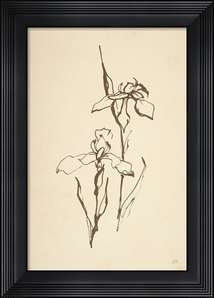 Framed Vintage Line Iris II Print