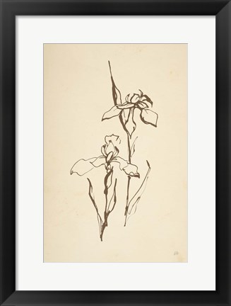 Framed Vintage Line Iris II Print