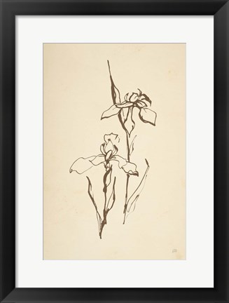 Framed Vintage Line Iris II Print