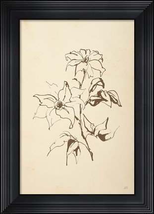 Framed Vintage Line Clematis Print
