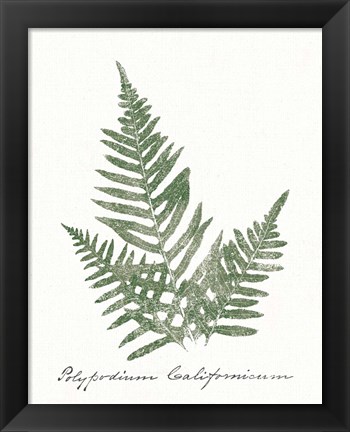 Framed Vintage Ferns XI no Border White Print