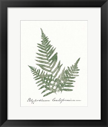 Framed Vintage Ferns XI no Border White Print