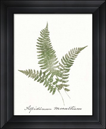 Framed Vintage Ferns X no Border White Print