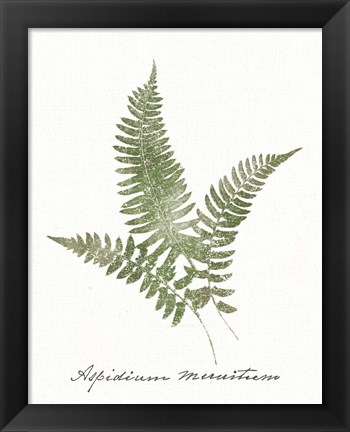 Framed Vintage Ferns X no Border White Print