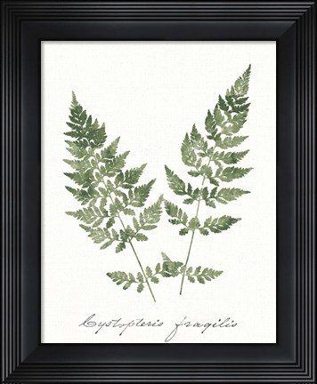 Framed Vintage Ferns VII no Border White Print
