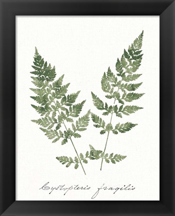 Framed Vintage Ferns VII no Border White Print