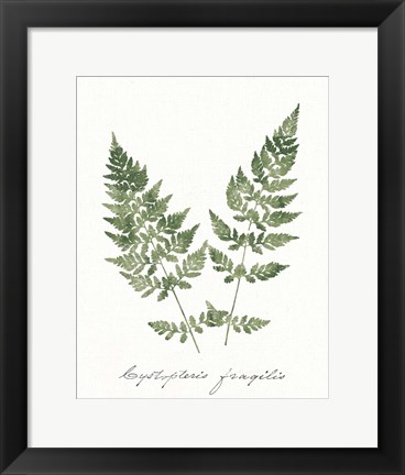 Framed Vintage Ferns VII no Border White Print