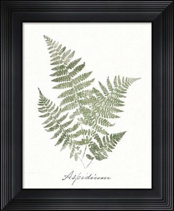 Framed Vintage Ferns IX no Border White Print