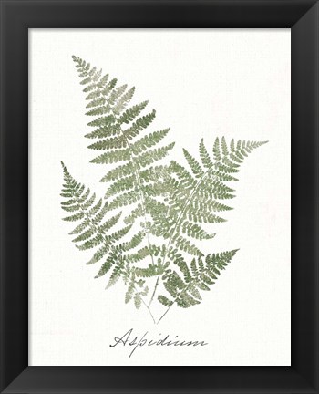 Framed Vintage Ferns IX no Border White Print