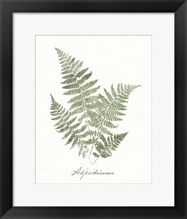 Framed Vintage Ferns IX no Border White Print