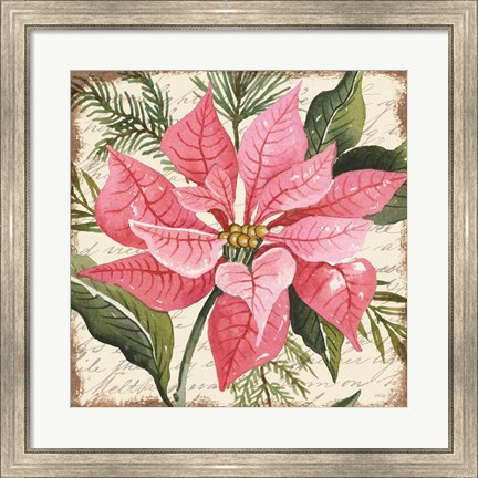 Framed Pink Poinsettia Botanical Print