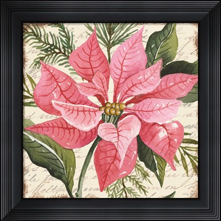 Framed Pink Poinsettia Botanical Print