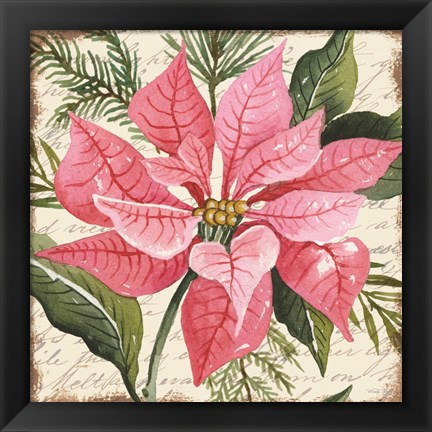 Framed Pink Poinsettia Botanical Print