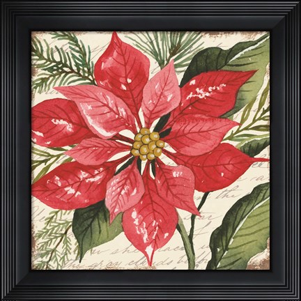 Framed Red Poinsettia Botanical Print