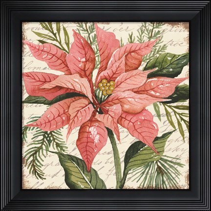 Framed Peach Poinsettia Botanical Print