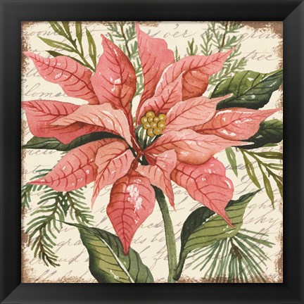 Framed Peach Poinsettia Botanical Print