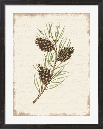 Framed Pine Cone Botanical I Print
