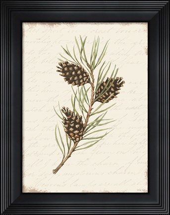 Framed Pine Cone Botanical I Print