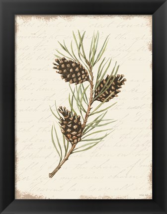 Framed Pine Cone Botanical I Print