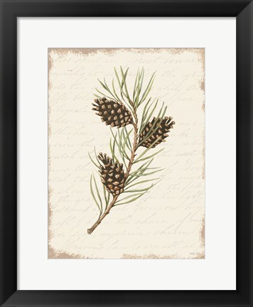 Framed Pine Cone Botanical I Print