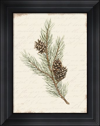 Framed Pine Cone Botanical II Print
