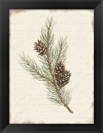 Framed Pine Cone Botanical II Print