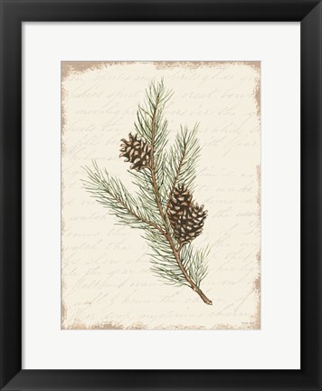 Framed Pine Cone Botanical II Print