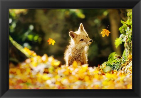 Framed Falling Leaves Fox Print