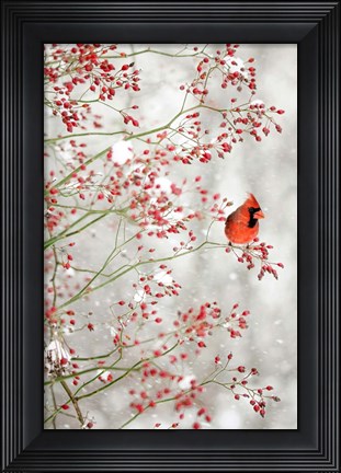 Framed Red Cardinal in the Red Berries Print