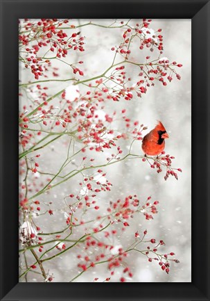 Framed Red Cardinal in the Red Berries Print