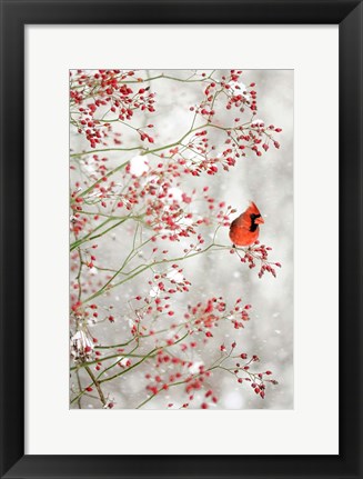 Framed Red Cardinal in the Red Berries Print