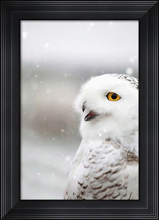 Framed Snowy Owl in the Snow Print