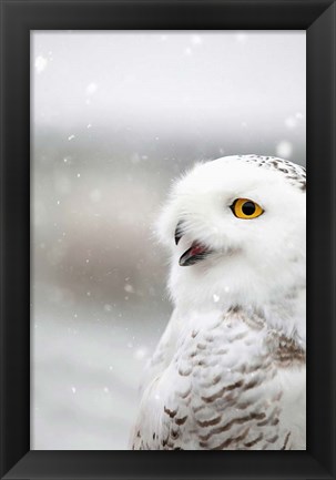 Framed Snowy Owl in the Snow Print