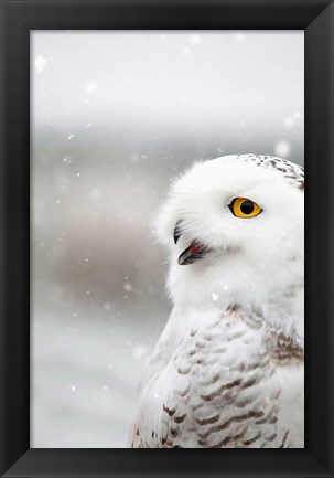 Framed Snowy Owl in the Snow Print